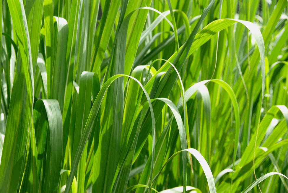 palmarosa Palmarosa HE aromathérapie