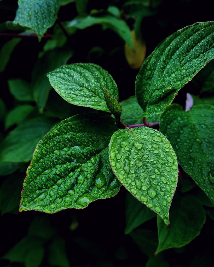 pexels-photo-1264000 - MoonFlow menthe fraiche