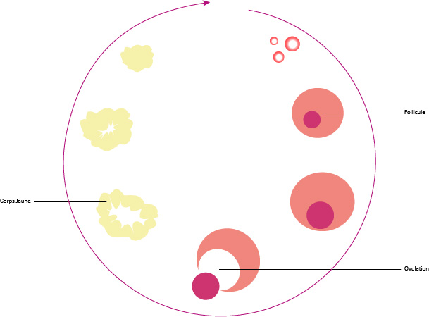 Maturation folliculaire pendant le cycle menstruel