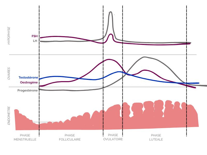 Courbes hormonales physiologique cycle menstruel avec testostérone