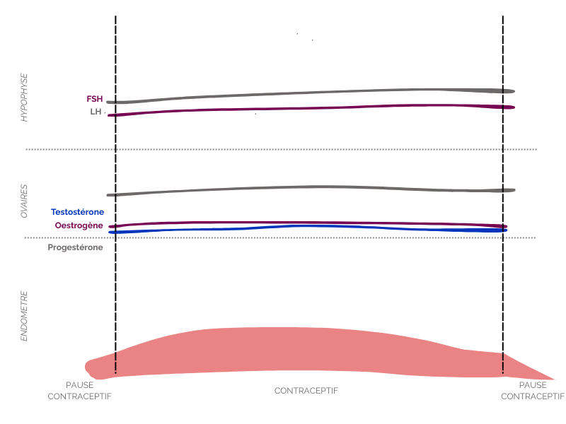 Courbes taux d'hormones sous pilule contraceptive