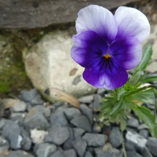 plantes contre l'acné 