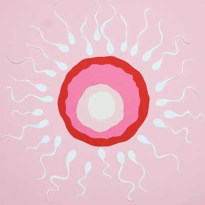 Hyperfertilité de la femme hormones