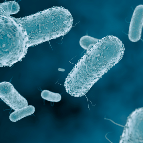 Gardnerella vaginalis dysbiose microbienne