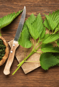 Ortie et plantes anti androgènes