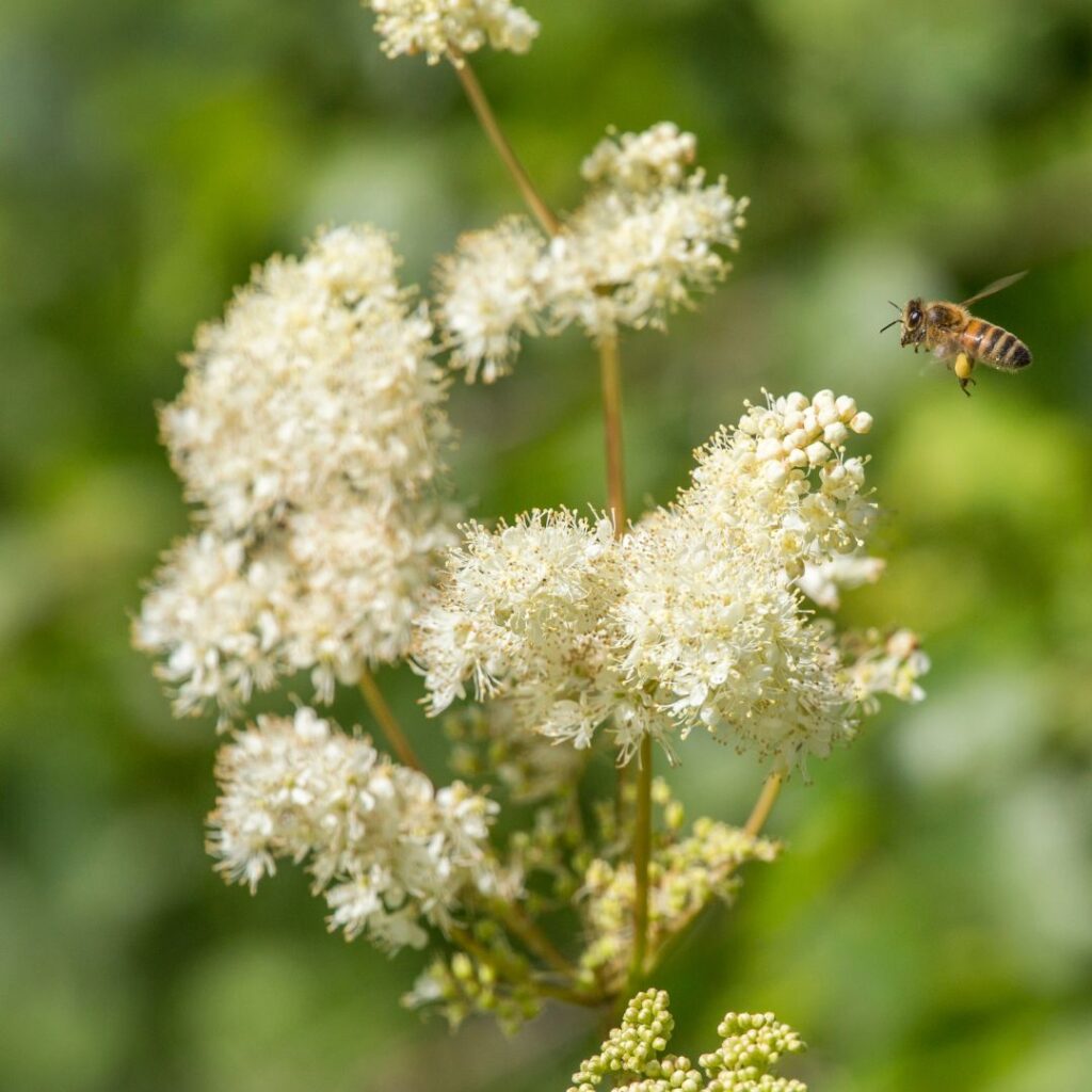 reine-des-pres-phytotherapie-retention-eau - MoonFlow En phytothérapie, la reine des près est une grande alliée contre la rétention d'eau