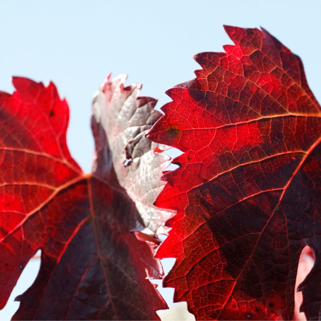 vigne-rouge-phytotherapie-retention-eau - MoonFlow En phytothérapie la vigne rouge est une des précieuses alliées pour lutter contre la rétention d'eau