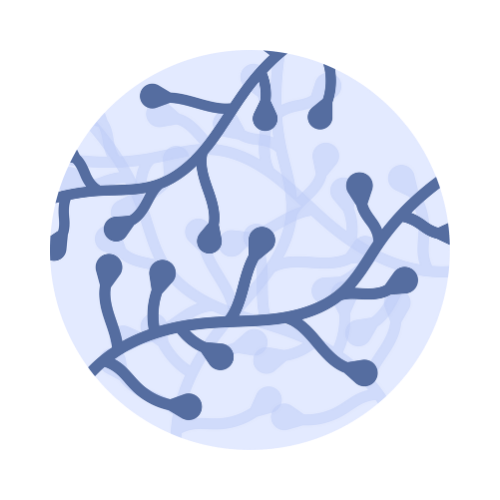 candida albicans