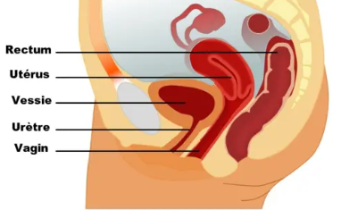 anatomie-femme-uretre - MoonFlow Cause anatomique des infections urinaires chroniques