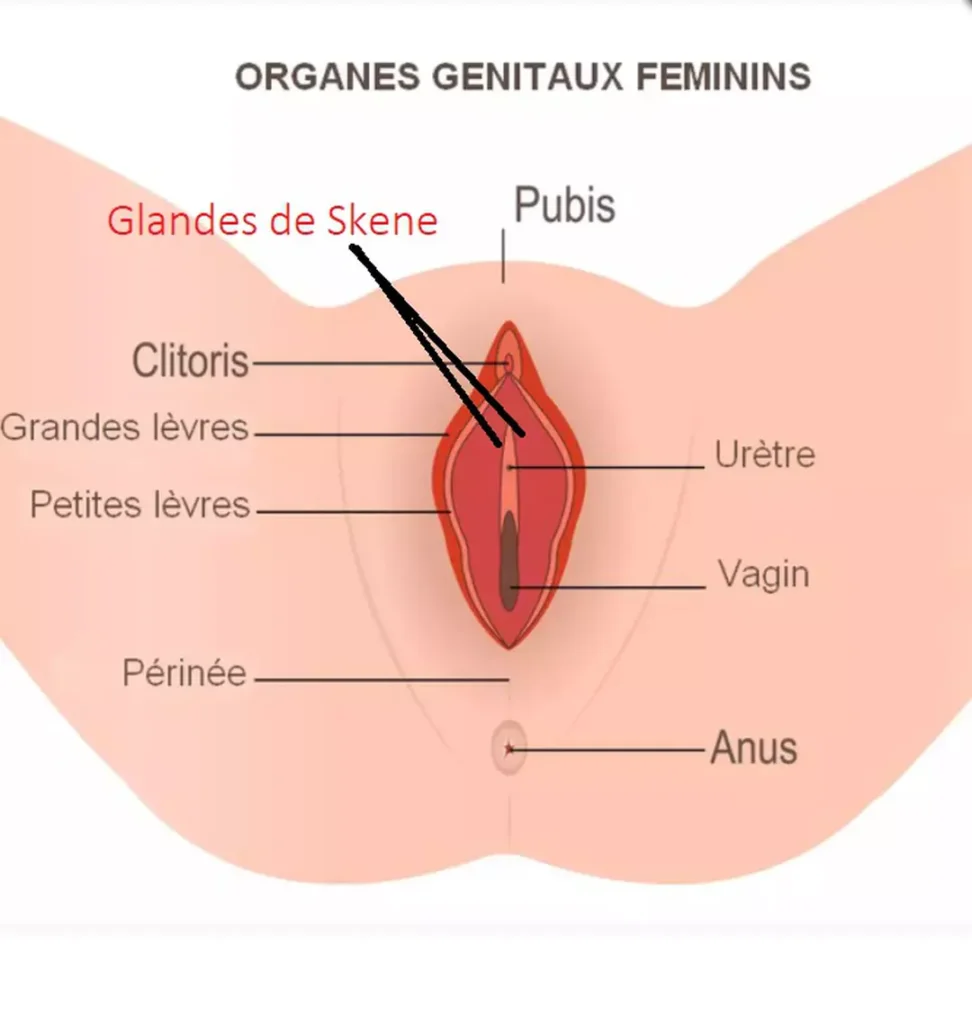 anatomie-glandes-de-skene - MoonFlow anatomie-glandes-de-skeneInfection urinaire : les symptômes, traitements naturels et quand le voir médecin ? - MoonFlow