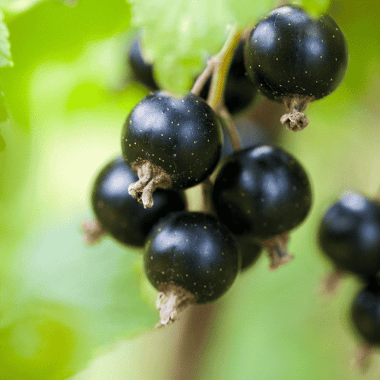 Associer la vitamine C au fer pour augmenter l'absorption