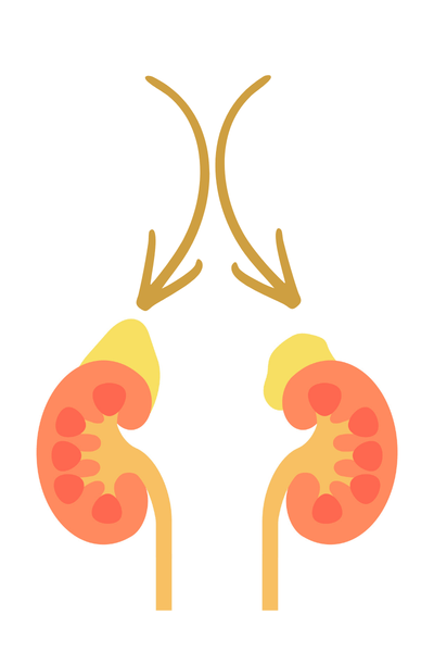 glandes-surrenales-burn-outGrosse fatigue avant les règles : causes hormonales et solutions efficaces - MoonFlow